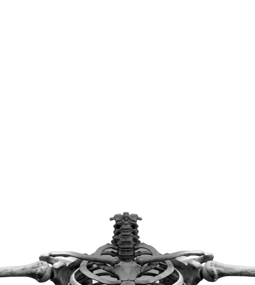 Skeleton 2